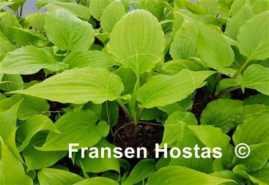 Hosta Invincible Limit